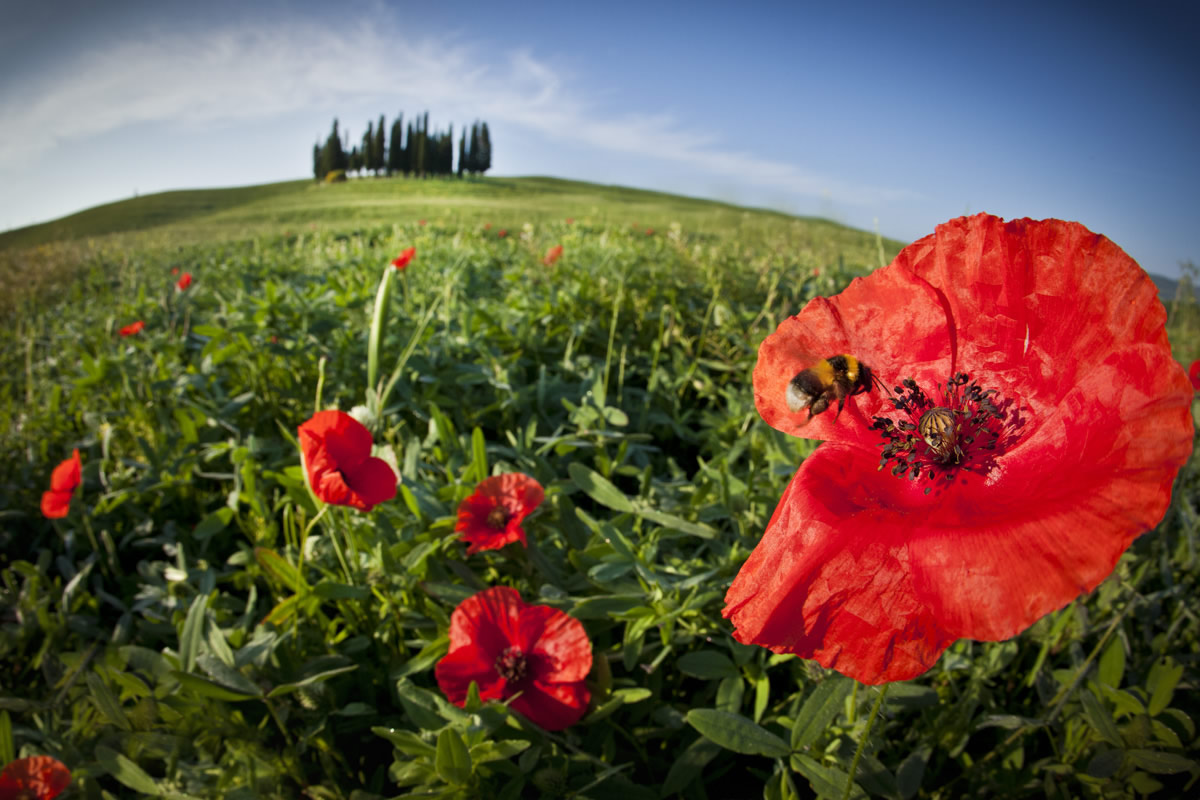 Made in Tuscany