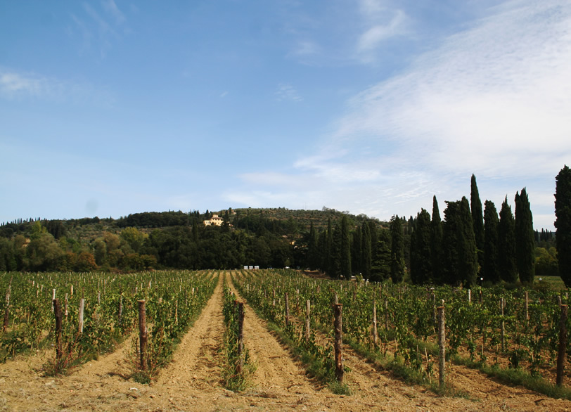 La Striscia winery in Arezzo